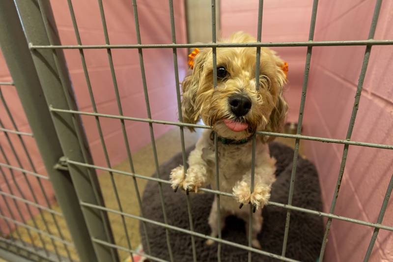 (Dog) Teddy sits in kennel on Friday, June 27, 2025 at Loch Countryside Kennel in Peru.