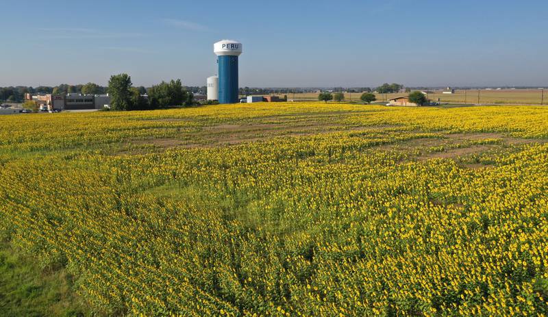 A large sunflower field is in full bloom on Wednesday, Sept. 17, 2025 underneath the Peru Water Tower.
