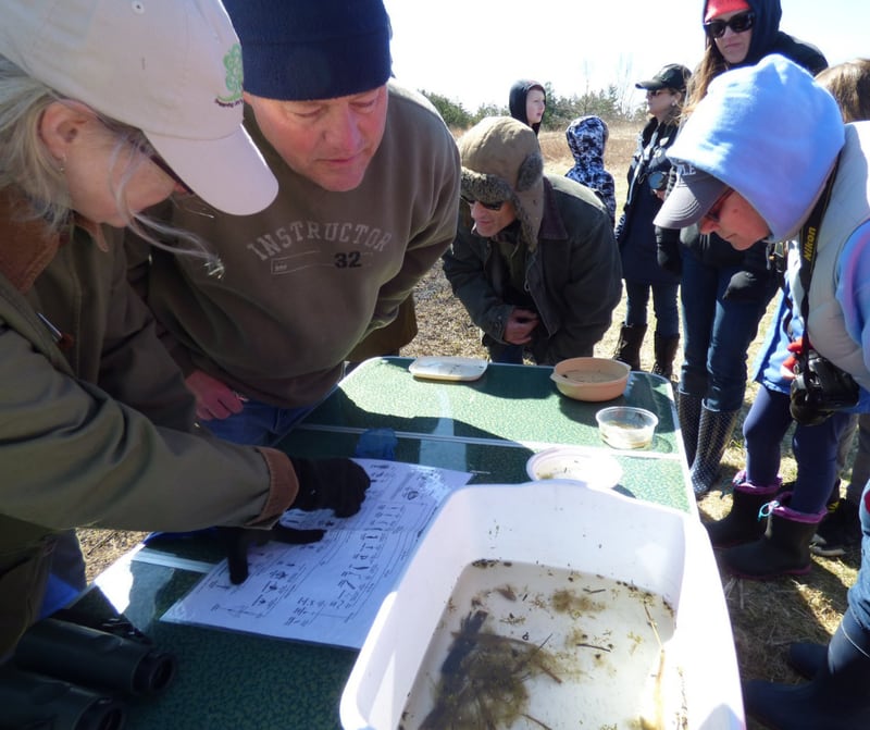 Participants will get an up-close view of species like frogs, fairy shrimp and toads at the vernal pool hike on Saturday, April 23, 2022.