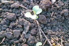 Down the Garden Path: On the lookout for pests? Up your game with growing degree days