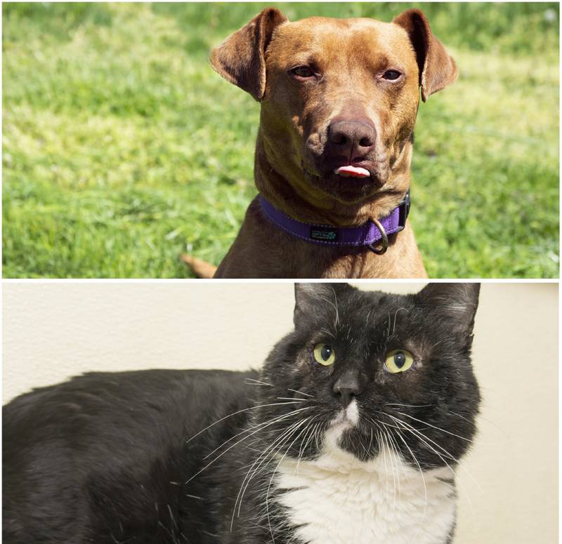 The Herald-News presents this week’s Pets of the Week. Read the description of each pet to find out about it, including where it can be adopted in Will County.