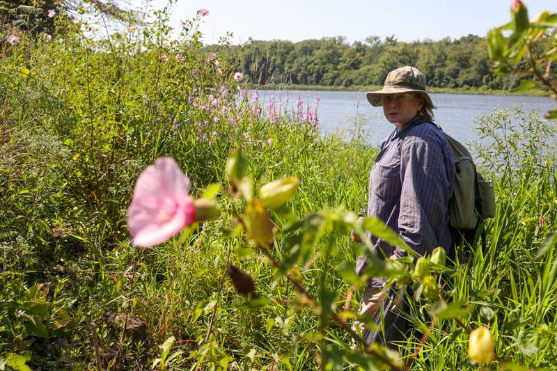Volunteer Karen Horn, of Altorf, pauses as she searches the ground for invasive sweet clover on Langham Island during a Friends of Langham Island stewardship day on Aug. 9, 2025. Horn was working along the bank near where she rediscovered endangered leafy prairie clover on July 17, 2025. The species had not seen on the island since 1873.