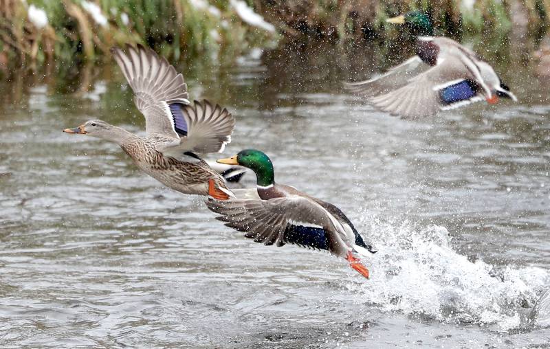 Ducks take flight out of the Kishwaukee River as the snow falls Tuesday, Nov. 15, 2022, at Hopkins Park in DeKalb. Tuesday was the first measurable snowfall in DeKalb County this season.