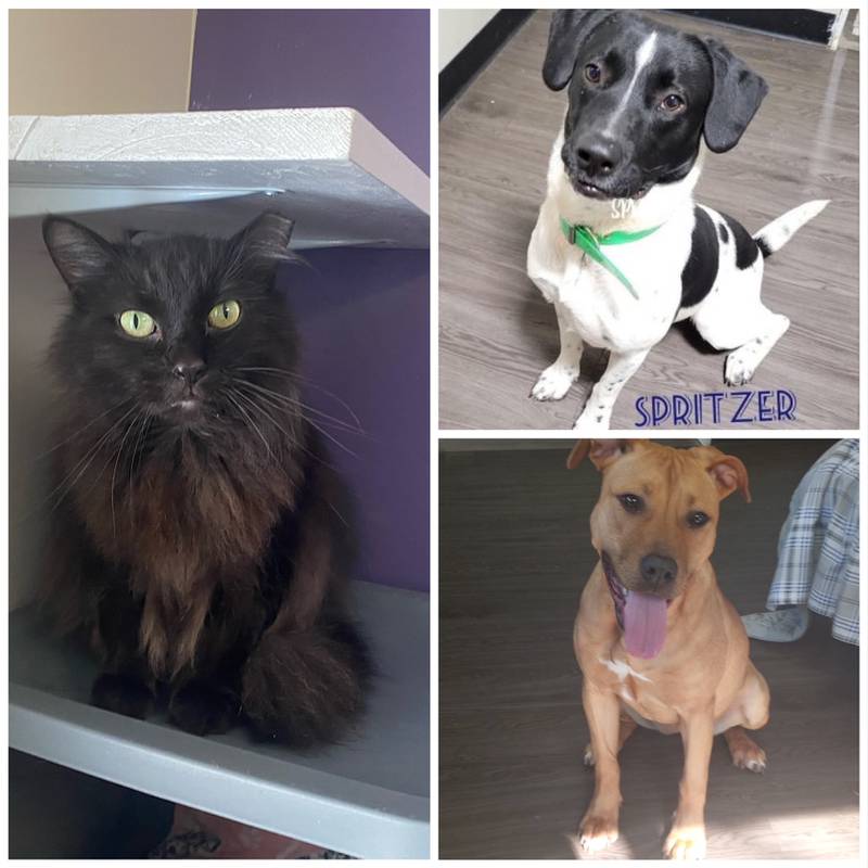 The Morris Herald-News presents this week’s Pets of the Week.