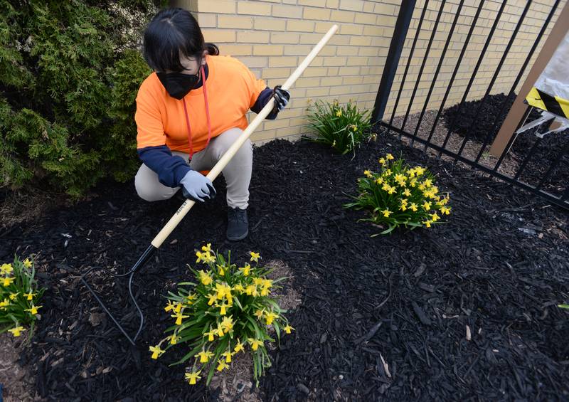 Instructional Special Ed Science 8th grader of Heritage Middle School, Jessica Magana helps spread mulch during the Beautification day held in collaboration with Home Depot and the school's OAV Club Wednesday April 20, 2022.