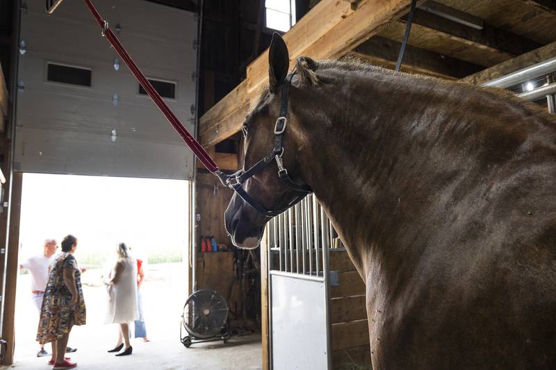 The Belgian team at the Mosher farm doesn’t do much work but are shown 6-8 times a year in shows around the region.