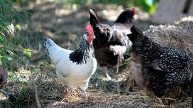 Backyard chickens to be allowed in Wonder Lake in tie-breaking vote