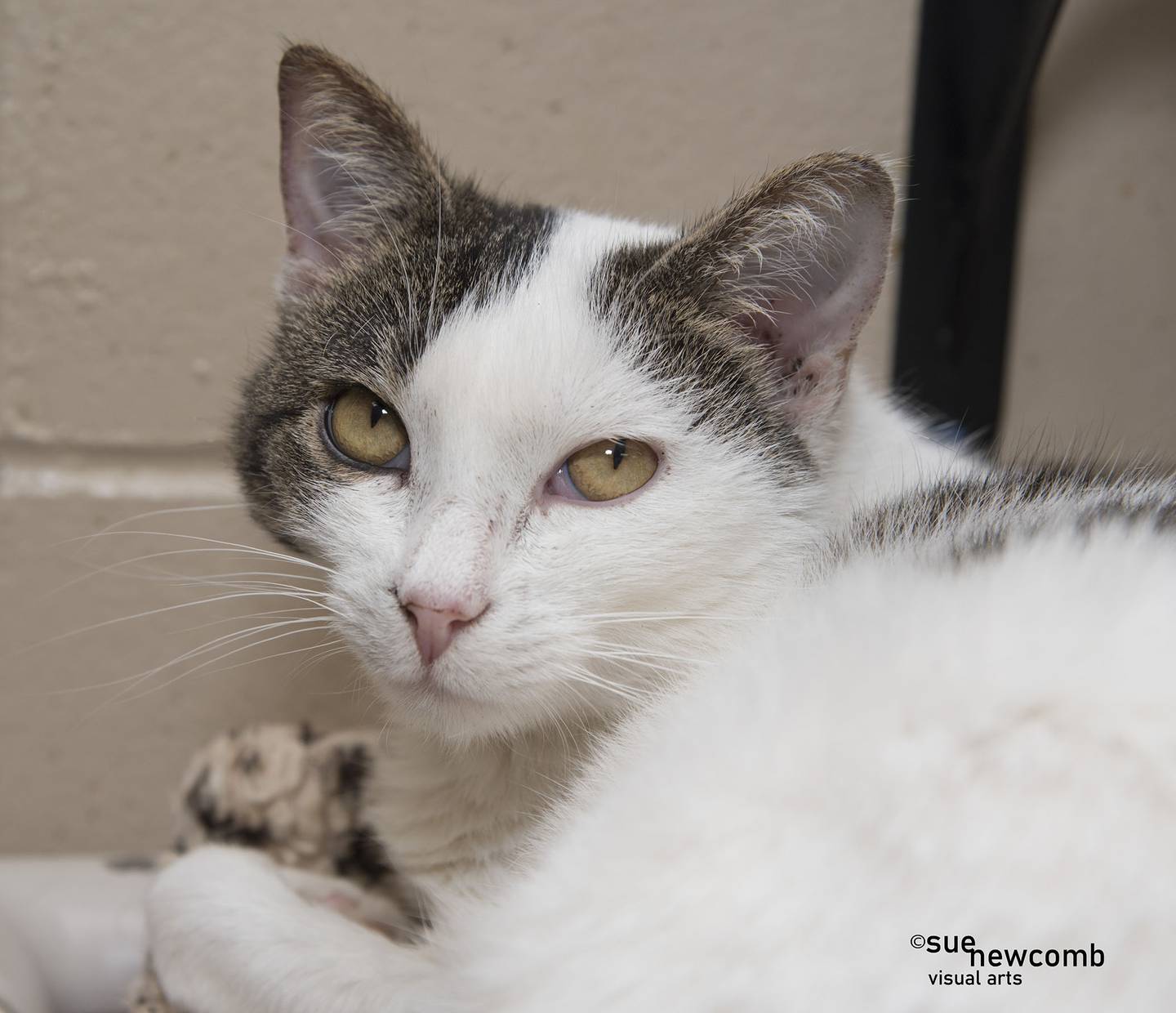 Rebel is a petite, sweet domestic shorthair. She loves to be petted, but she doesn’t like picked up or carried around. Rebel has asthma and requires an inhaler treatment once a day. She needs a family committed to continuing her treatment. Contact the Will County Humane Society at willcountyhumane.com and follow the instructions for the adoption process.