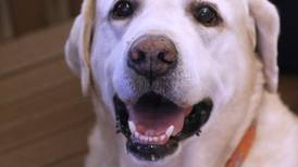 Photos: 'Puppy Love' filmmaker, star dog at Woodstock animal shelter