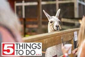 5 things to do around McHenry County: Randall Oaks Zoo opens, story time with mini therapy horses