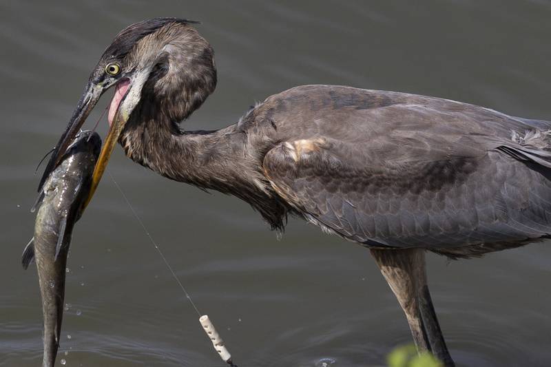 An immature Blue Heron struggles to land an already caught fish Saturday, Aug. 24, 2024 in Rock Falls.