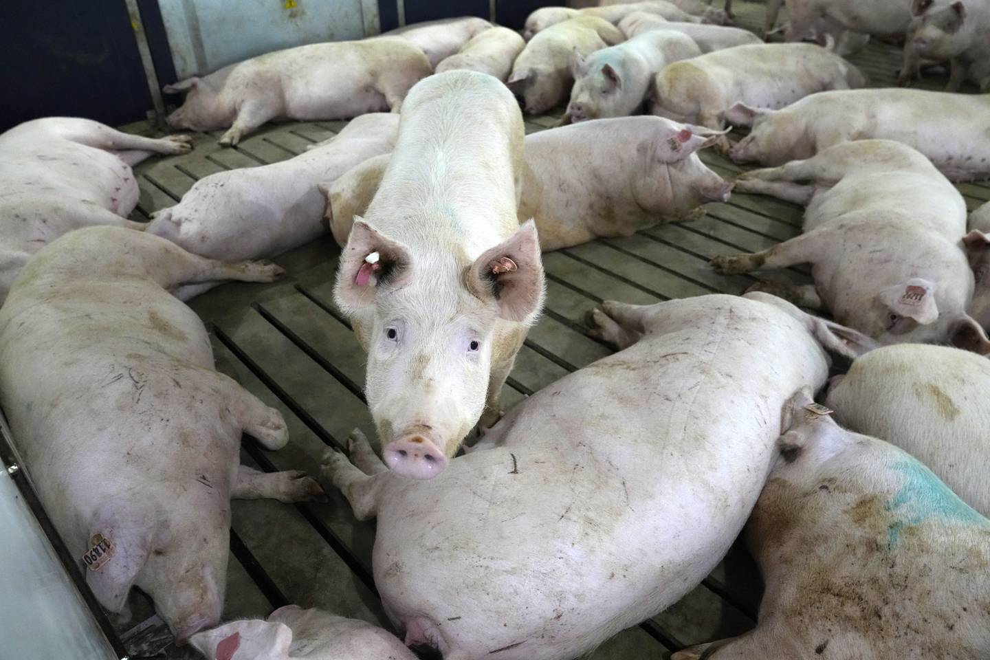 Sows rest while others freely move around a gestation pen on farm run by Jared Schilling Thursday, June 29, 2023, in downstate Randolph County. Schilling has made his farm compliant with a California law that took effect on July 1 and promised to get breeding pigs out of narrow cages that restrict their movement.