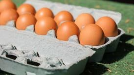 Eggs for Easter more affordable than last year 