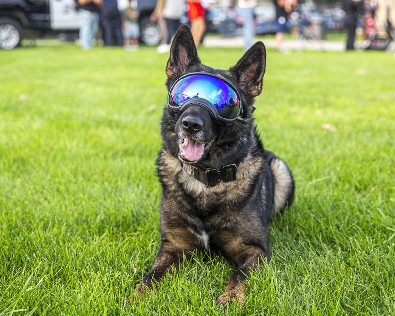 Rex the police dog at the Joliet Police Department's National Night Out event Tuesday, Aug 5, 2025  in Joliet.