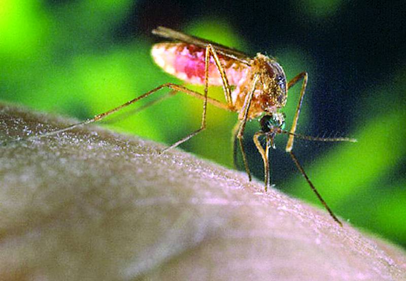 The northern house mosquito (Culex pipiens) can transmit the West Nile virus from infected birds to humans.