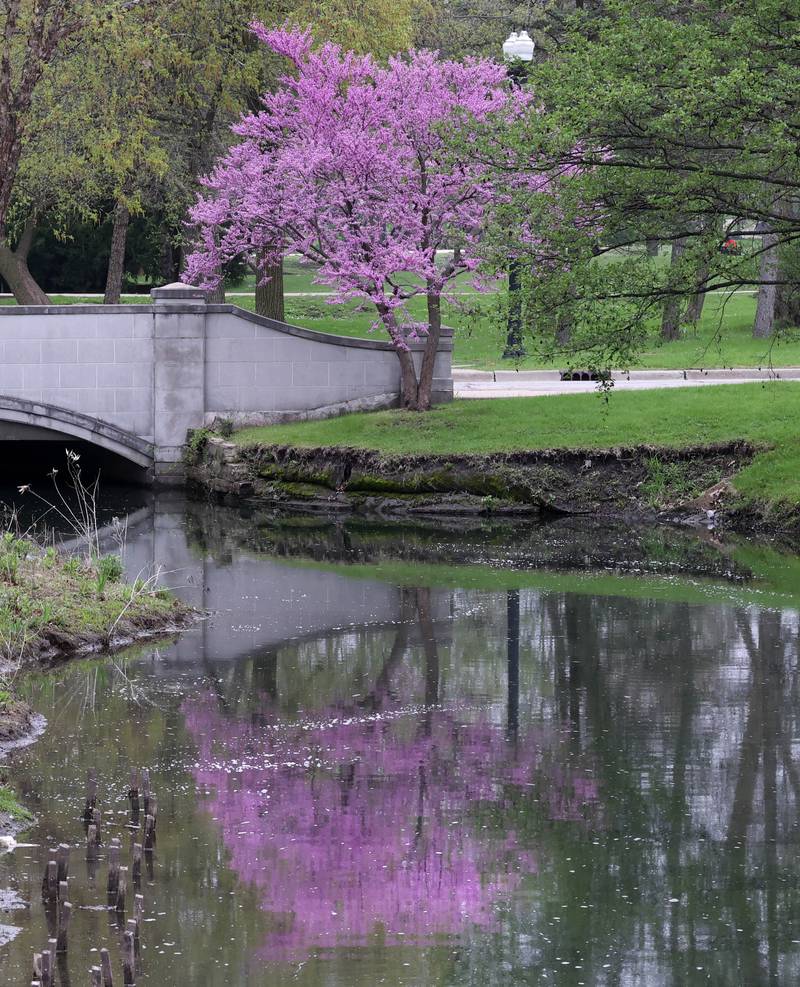 An eastern redbud tree in bloom is reflected in a creek Friday, May 2, 2025, on the campus of Northern Illinois University in DeKalb.