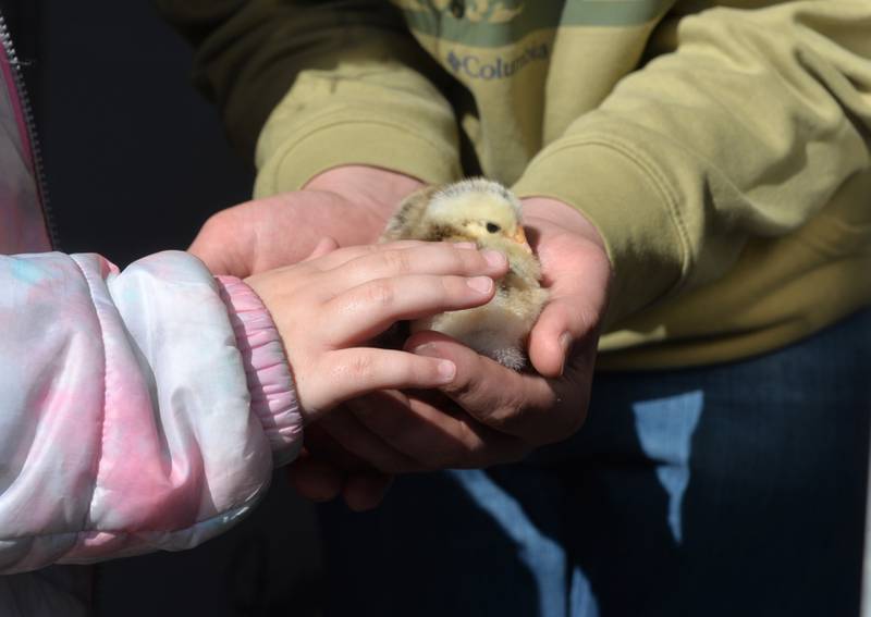 A first grade student touches a chick at the Forreston FFA's Ag Day on Friday, April 12, 2024. In addition to the petting zoo, the event included farm tractors, and lessons from Forreston High School  FFA members.