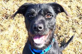 Spunky young dog ready to jump through hoops for forever family