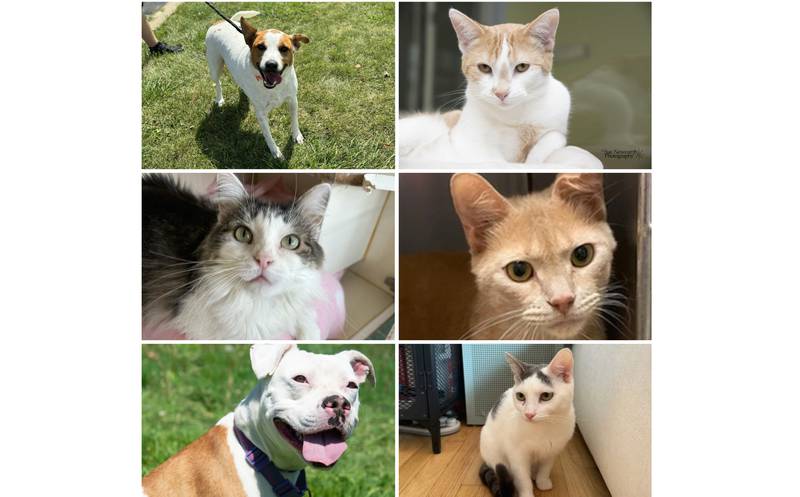 The Herald-News presents this week’s Pets of the Week. Read the description of each pet to find out about it, including where it can be adopted in Will County.