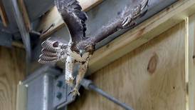 New ‘Resident Hall’ at Willowbrook Wildlife Center gives animals room to thrive