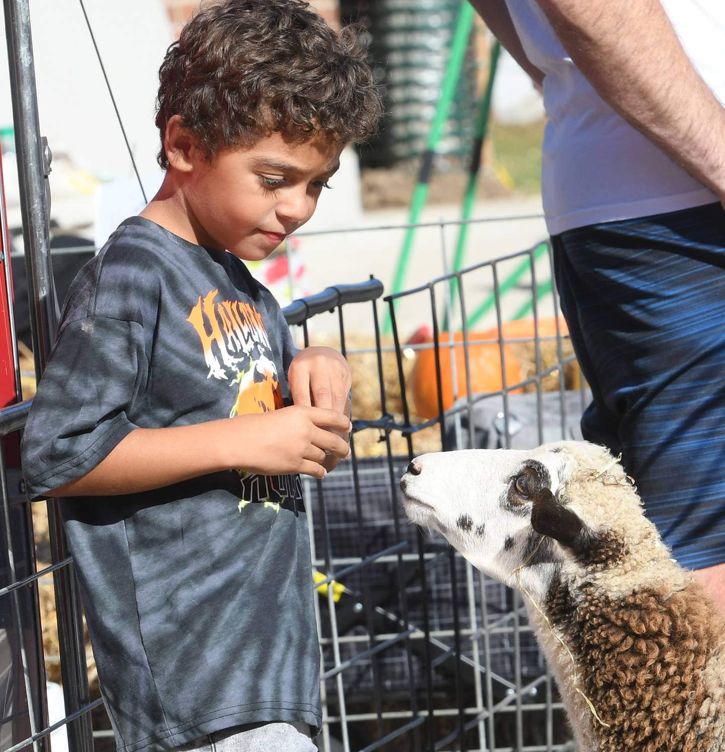 Major Storball Jr., 9 of Dixon, feeds a sheep at the petting zoo at the Autumn on Parade's Fun Zone for kids on Saturday.