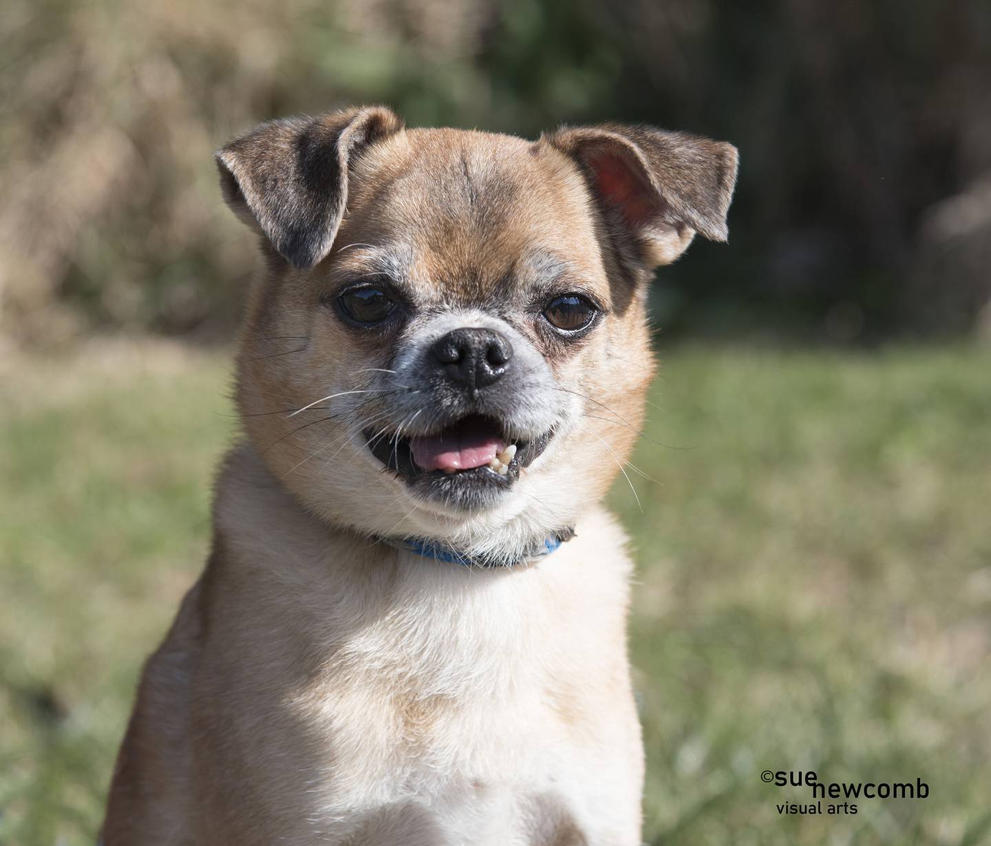 Noodle is a small pug/Chihuahua mix. He loves people, loves to cuddle and has come to enjoy walking on a leash. Contact the Will County Humane Society at willcountyhumane.com and follow the instructions for the adoption process.