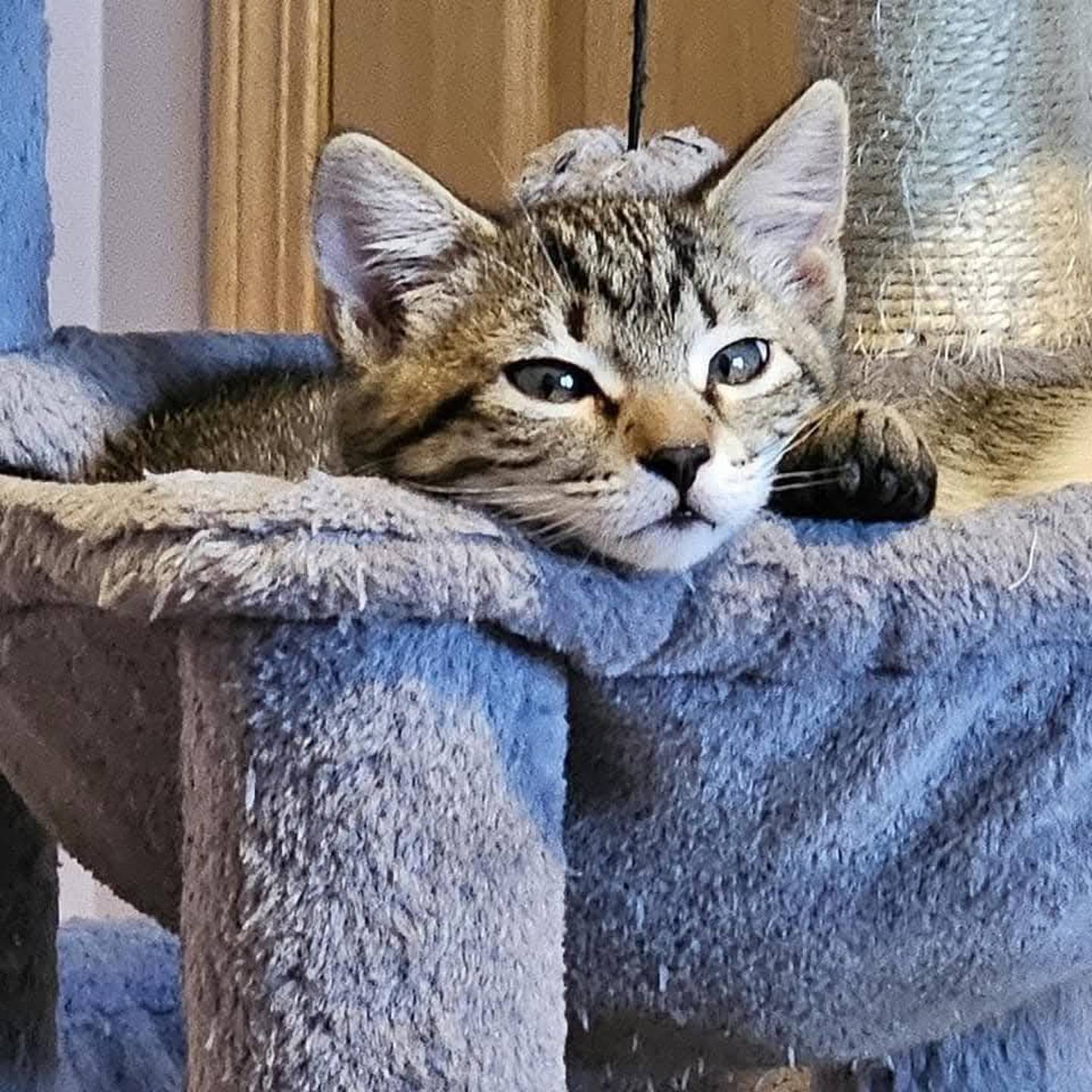 Cove is a mackerel tabby. He has a playful personality and he’s always ready for an adventure, whether it’s chasing toys or exploring new nooks and crannies. Cove’s friendly nature makes him an easy companion for other cats, kittens and children. He loves to interact and will happily join any playtime, making him the perfect addition to a family who’s ready for some fun and laughter. To meet Cove, visit ForgetMeNotRescue.com/adoptables.