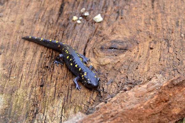Grab a backpack and be a part of Will County’s backyard biologists