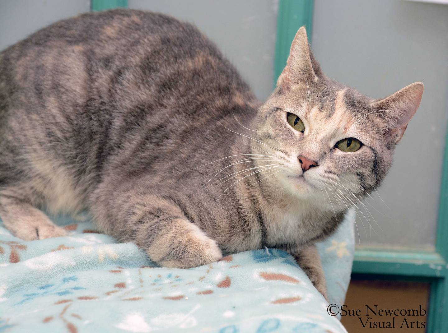 Violet is a goofy and sweet domestic shorthair. She enjoys pets and is quite vocal when she wants attention. Contact the Will County Humane Society at willcountyhumane.com and follow the instructions for the adoption process.