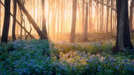 Joliet woman wins Will County forest district’s photo contest capturing ‘magical moment’ at O’Hara Woods 