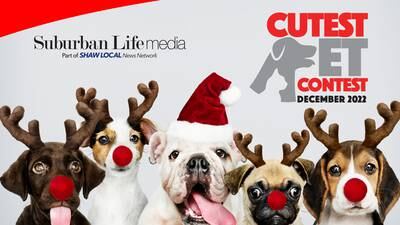 Vote in My Suburban Life December Cutest Pet Contest today!