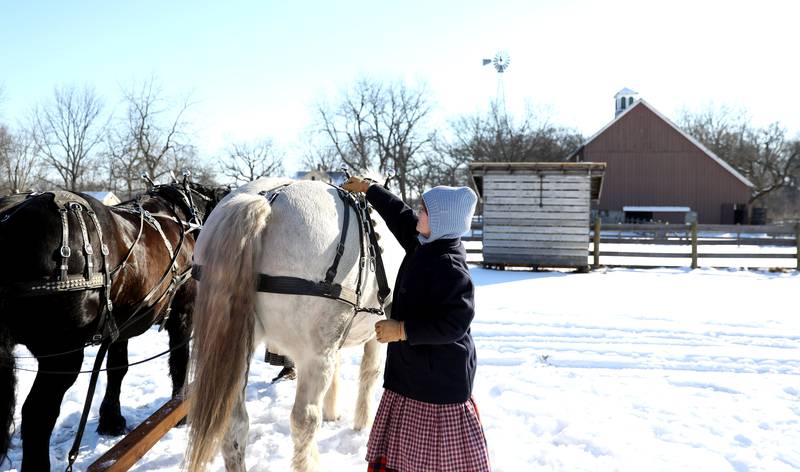 Lisa Carpenter, historical farming program coordinator, takes the lead off of Paul, a draft horse, at Kline Creek Farm in West Chicago. The farm offers its Farmlife in Winter program Thursdays through Mondays.