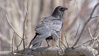 Learn about crows, owls and fall animal habitats at Will County forest preserve programs 