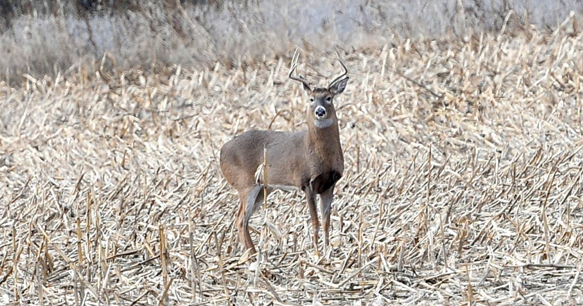 Deer harvest: Up statewide, but down in Sauk Valley – Shaw Local