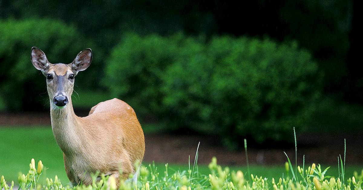 Deer hunting numbers strong in McHenry County despite Illinois kill drop Shaw Local