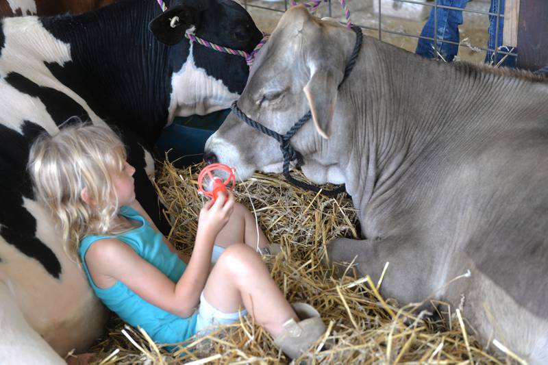 Paisley Harbaugh, 6, of Chana, uses a battery-operated fan to cool down her sister Emily's 8-month brown Swiss calf, Serafina, at the Ogle County 4-H fair on Friday, Aug. 4, 2023. The fair, held in conjunction wth the 4-H fair, runs through Sunday.