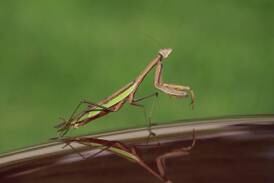 Channahon resident Mallory Maticic wins 3rd place in Brookfield Zoo’s 2023 Photo Contest