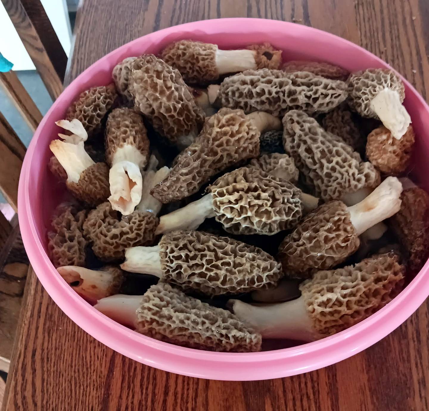 Morel mushrooms from Tim and Liz's property.