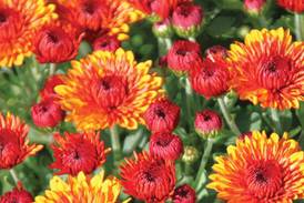 U of I Extension to hold fall garden program Oct. 24 in Walnut
