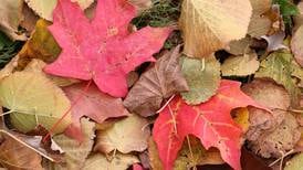 DeKalb city leaf collection begins Oct. 30