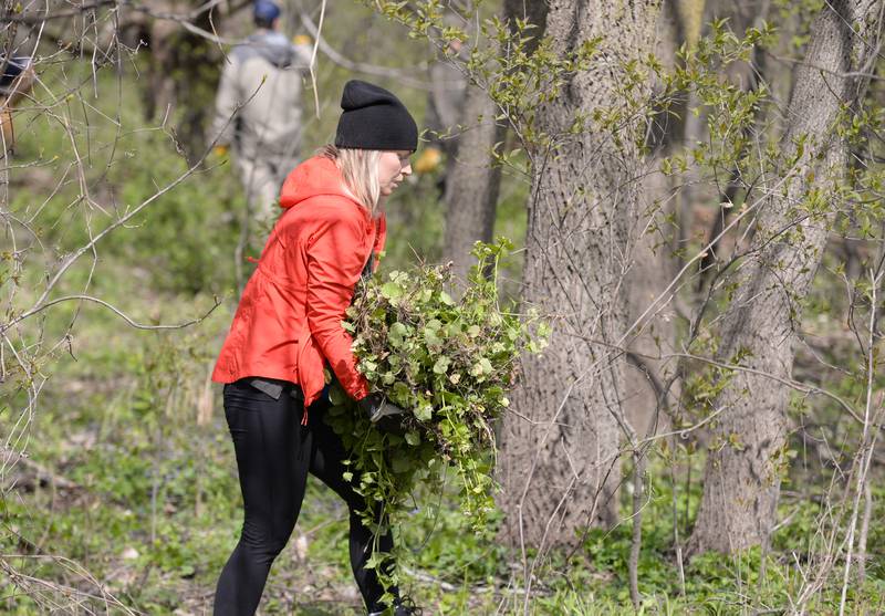 Karly Tearney Sinise of Glen Ellyn participates in the Ackerman Woods Clean Up as part of a team effort with Cub Scout Troop 158 and the Glen Ellyn Park District for Earth Day Saturday, April 20, 2024.