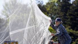 How to protect young and vulnerable trees from the imminent cicada emergence
