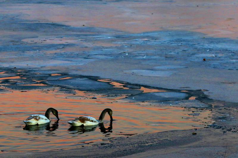 Two juvenile swans look for food on Monday, Dec2, 2024, in the lake at Somerset Manor in Harvard.