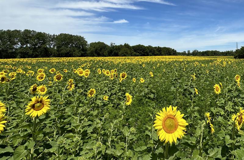 The sunflower field is in full bloom on Monday, July 1, 2024 at Matthiessen State Park. This year the field is located on the north side of the model airplane field. Park staff asks visitors to be respectful of the flowers and to not remove them. Removing flowers is subject to a $195 fine.