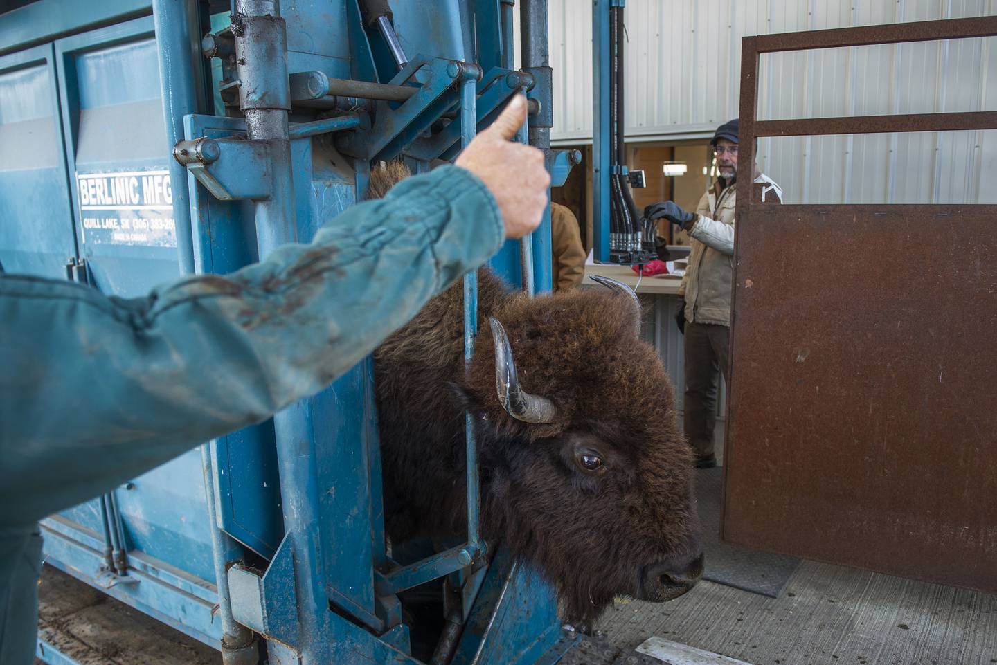 Partially obscured, veterinarian Dr. Steve Baker of Polo gives the thumbs up to Nachusa manager Bill Kleiman to indicate this bison is vaccinated and ready to rejoin the herd.