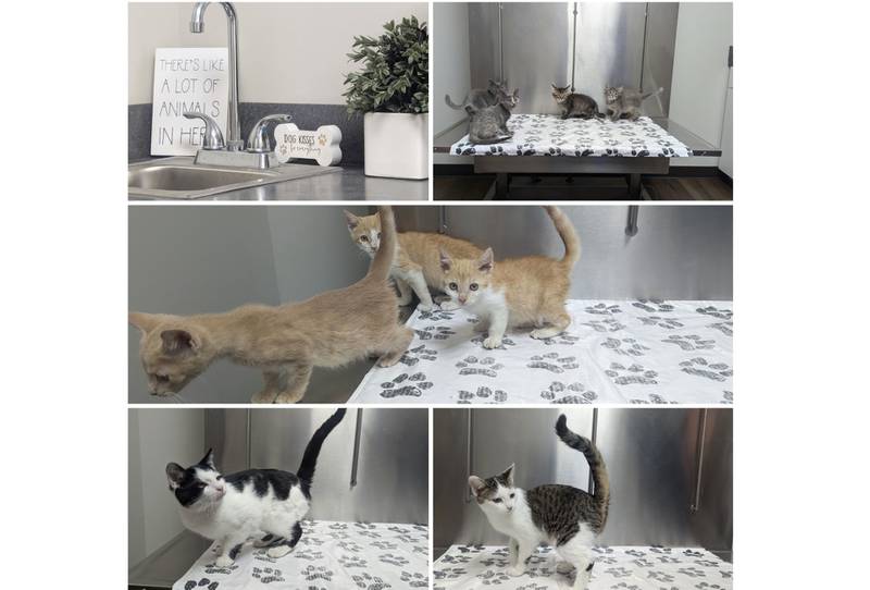 VCA Joliet Animal Hospital has approximately 33 kittens that need good homes. Kittens are litter-box trained and have age-appropriate vaccinations.