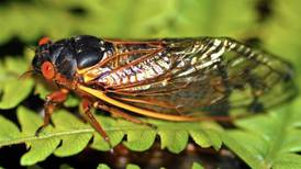 Cicadas the topic of April 4 Lombard Garden Club meeting 