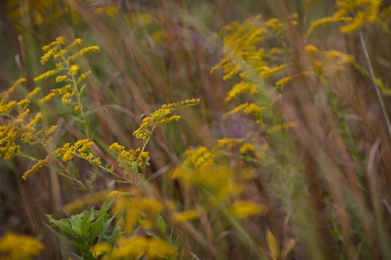 Goldenrod is seen at Nachusa’s Autumn on the Prairie Saturday, Sept. 20, 2025.