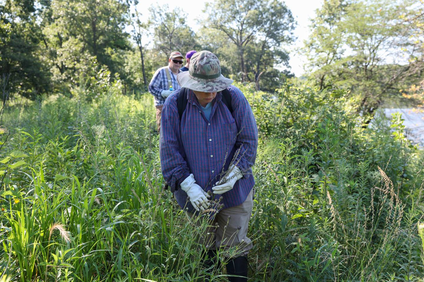 Volunteer Karen Horn, of Altorf, searches the ground for invasive sweet clover on Langham Island as Steve Bohan, left, and others follow during a Friends of Langham Island stewardship day on Aug. 9, 2025.