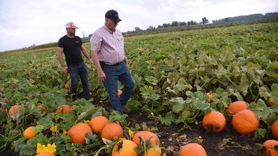 When it comes to pumpkins, Illinois is No. 1